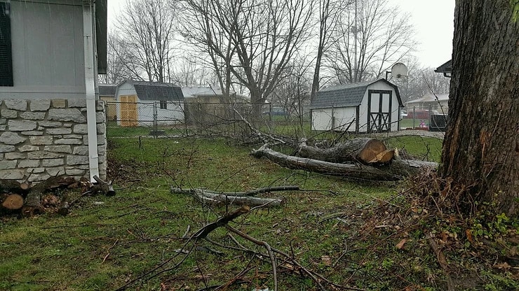 Reasons for Small Tree Removal Services